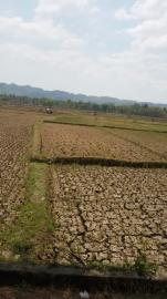 Kemarau Panjang Bulak Widoro Mengering